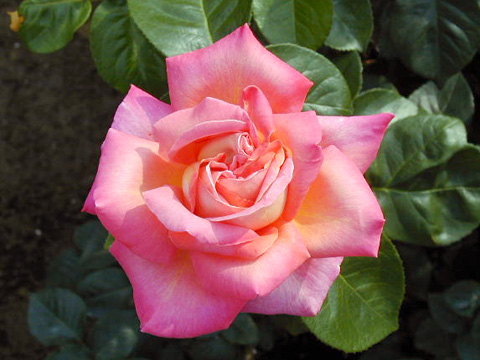 000606_rose02.JPG