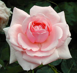 000606_rose03.JPG