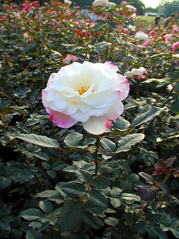 001113_rose02.JPG