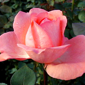 001113_rose03.JPG