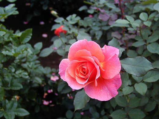 001113_rose04.JPG