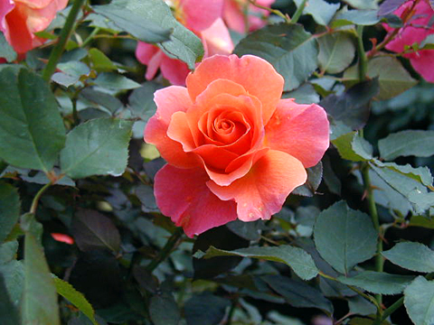 001113_rose05.JPG