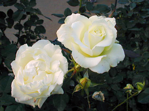 001113_rose06.JPG