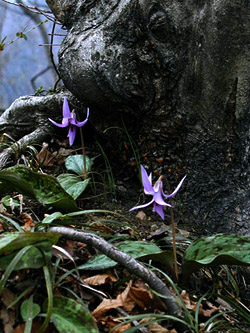 カタクリの花　その1