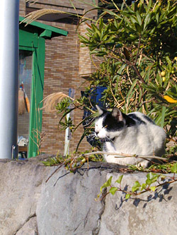 江ノ島の猫　その2