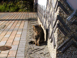 江ノ島の猫　その4