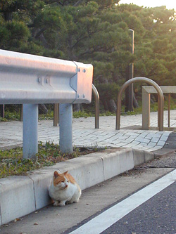 城ヶ島の猫　その1