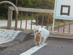 城ヶ島の猫　その2