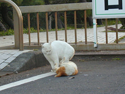 城ヶ島の猫　その3