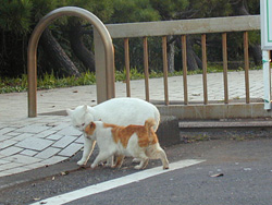 城ヶ島の猫　その4