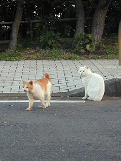 城ヶ島の猫　その5