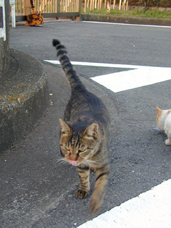 城ヶ島の猫　その6