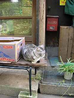 お茶の水裏の猫