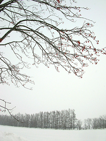 041215_winter08.JPG