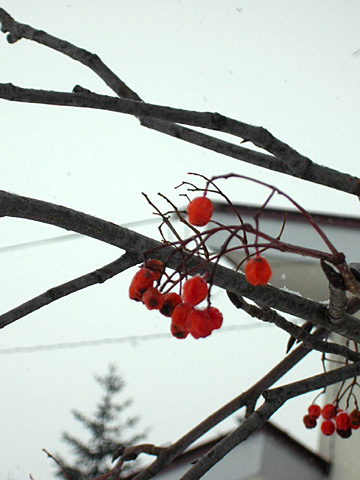 041215_winter10.JPG