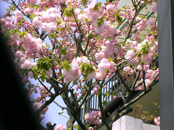 050419_yaesakura.JPG