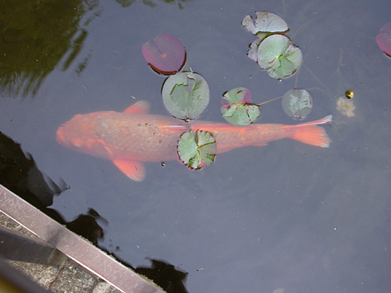 050521_fish.JPG