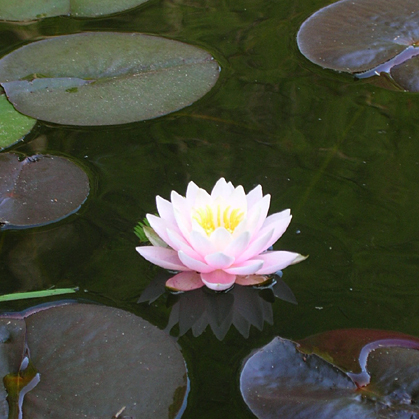 050521_lotus.JPG