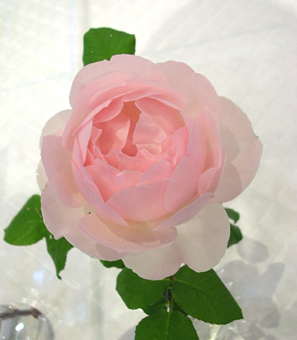 050521_rose01.JPG