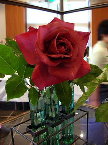 050521_rose02.JPG