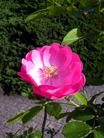 050521_rose04.JPG