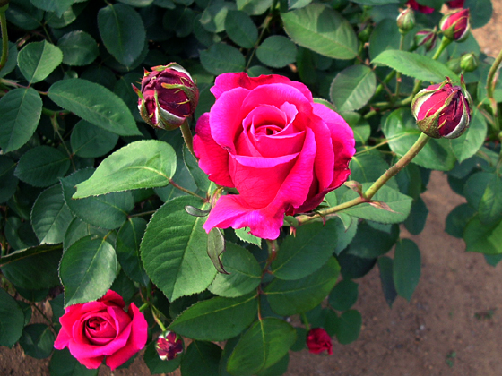 050521_rose06.JPG