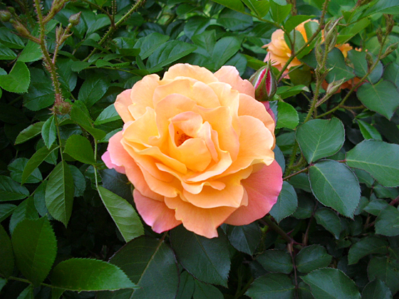 050521_rose07.JPG