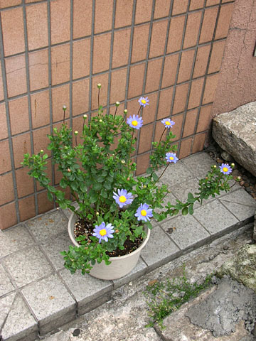 050608_flowerpot.JPG