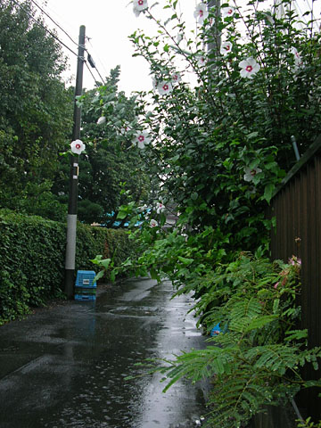 050825_rain.JPG