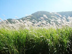 秋の風景