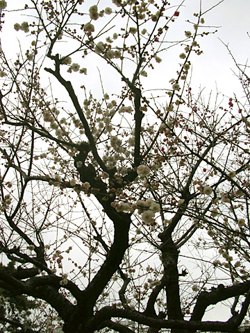 060314_ume.JPG