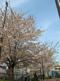 通りすがりの春