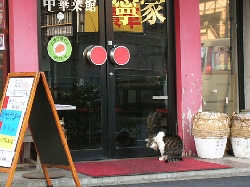 中華飯店の猫