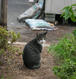 お台場猫 その1