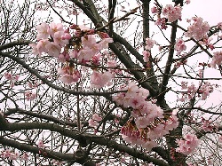 鎌倉の桜